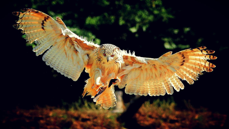 close-up, animal wildlife, invertebrate, underwater, wingspan, animal, 4K, outdoors, animal themes, one animal, hunting, sea, no people, day, vertebrate