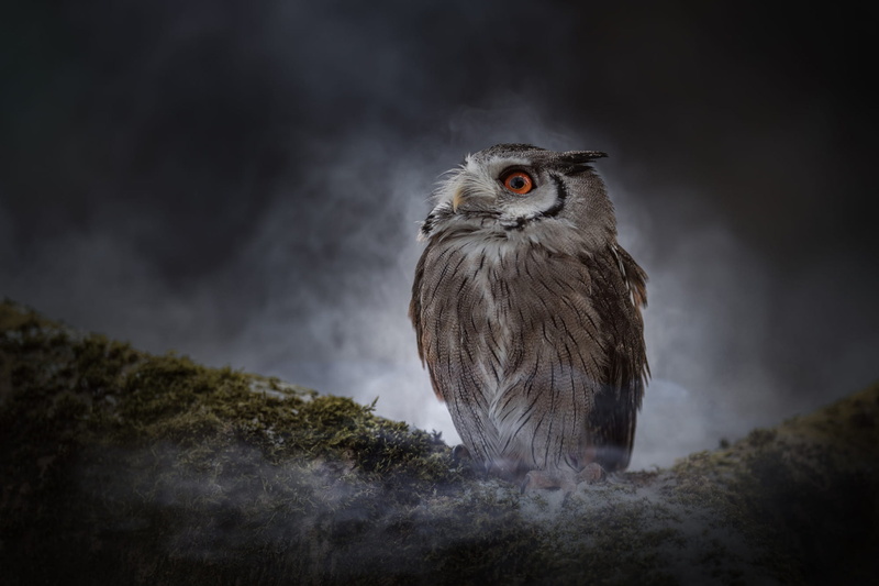 nature, moss, night, darkness, fog, bird, couples, owl, look, 1080P, the dark background