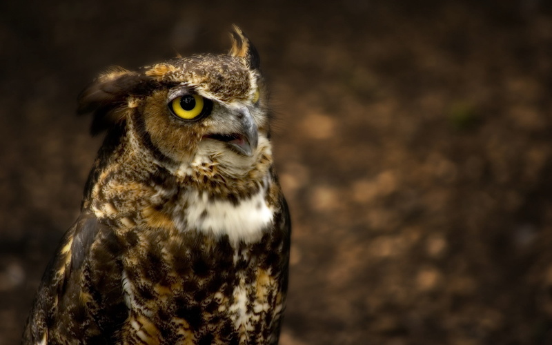 glare, black Color, animal head, focus on foreground, head, looking away, falcon - bird, night, watching, animal themes, one Animal, beak, looking, bird of Prey