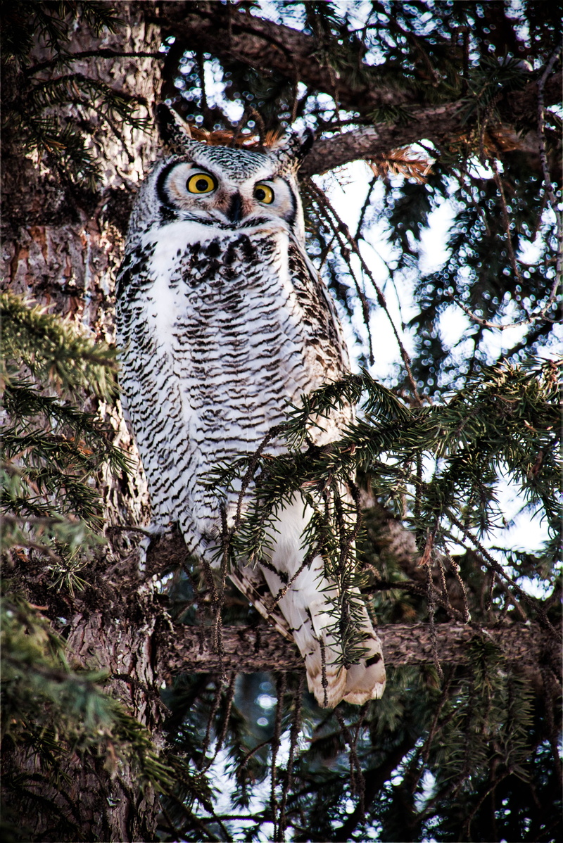 animal wildlife, tree trunk, one animal, raptor, manitoba, plant, mammal, low angle view, animal, animal themes, nature, animals in the wild, fliers, canada
