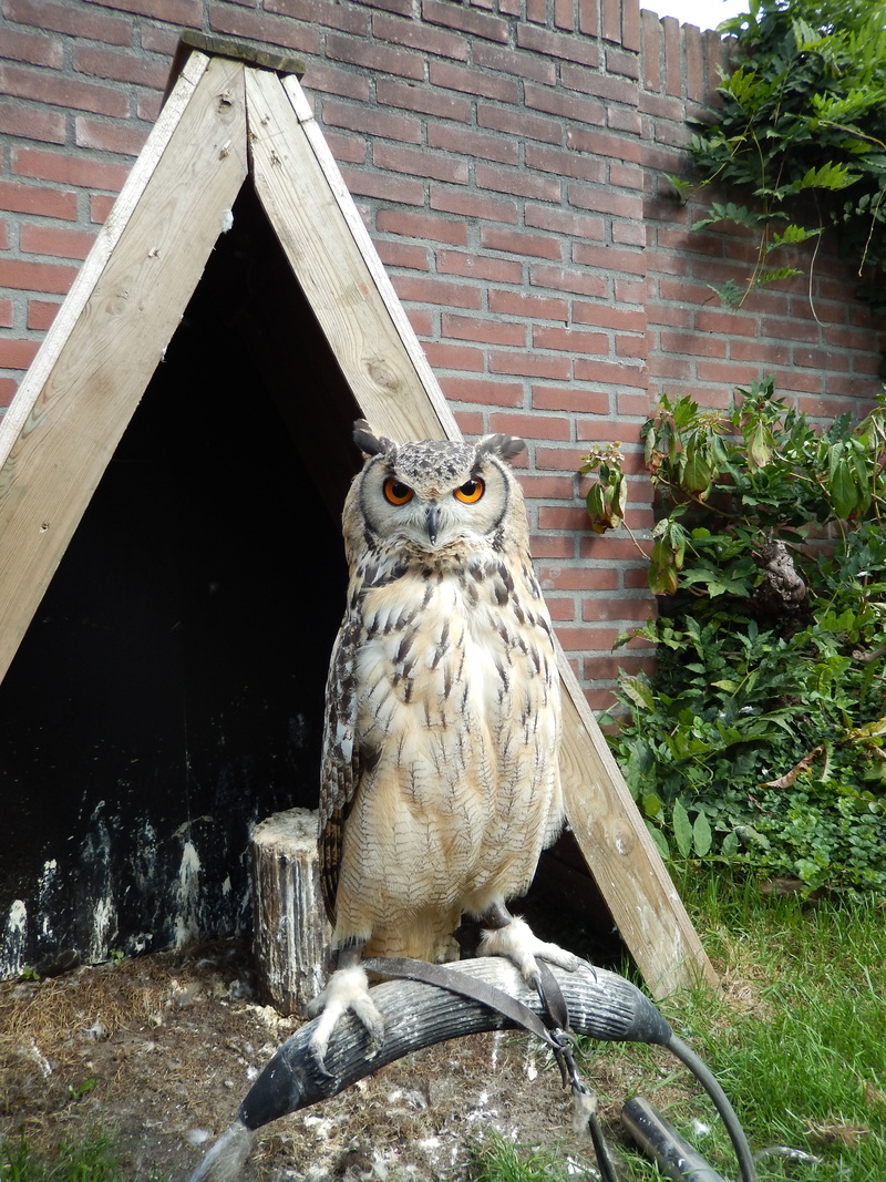 tree, on stick, wall, brick wall, train, owl, vertebrate, night bird, bird, architecture, nature, animal, perching, 4K, day, animal wildlife, carnivore