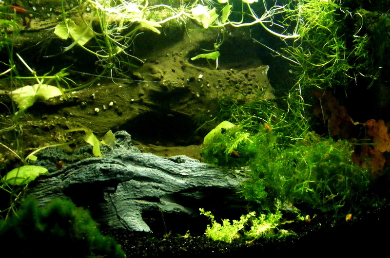 plant part, aquatic plants, animal, plant, water, setup, tree, outdoors, nature, growth, moss, animals in the wild, lake, aquarium, creature, high angle view