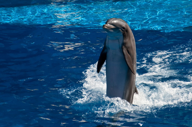 smile, dolphin, water, 1080P