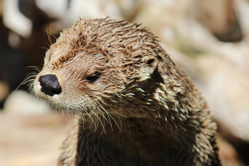 looking away, close-up, zoo, cute, vertebrate, animal wildlife, animal themes, mammal, outdoors, animals in the wild, sunlight, tulsa, water, tulsa zoo