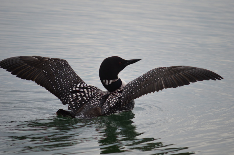 loon, summer, motion, animal themes, spread wings, vertebrate, common loon, 5K, bird, animals in the wild, no people, one animal, animal wildlife, flying