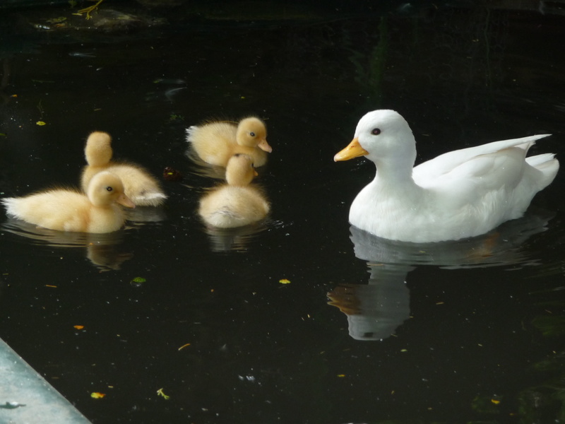 adorable, innocence, nature, cute, pond, white, 2K, natural, gosling, outdoors, group of animals, waterfront, bird, animal, poultry, swim, lake, small