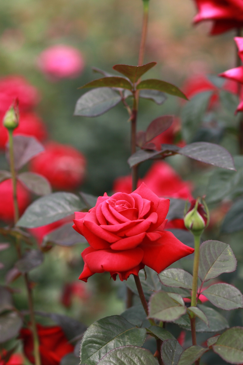 red rose, focus on foreground, red, no people, vulnerability, freshness, outdoors, growth, beauty in nature, rose - flower, nature, plant, petal, rose