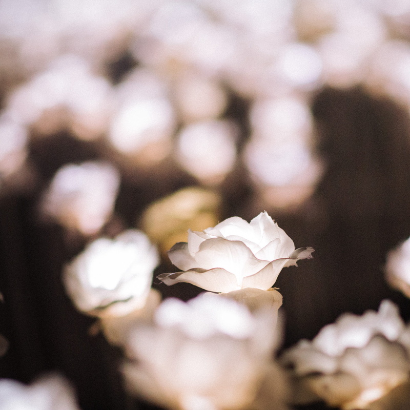 no people, fragility, photograqphy, vulnerability, focus on foreground, selective focus, rose, petal, inflorescence, blurry, growth, 1080P, plant, flower head