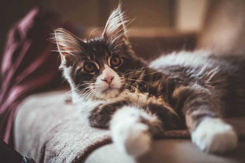 manx, relaxation, animal, black, young animal, whisker, plywood, domestic animals, animal head, puppy, 5K, hardwood, siamese, portrait, selective focus