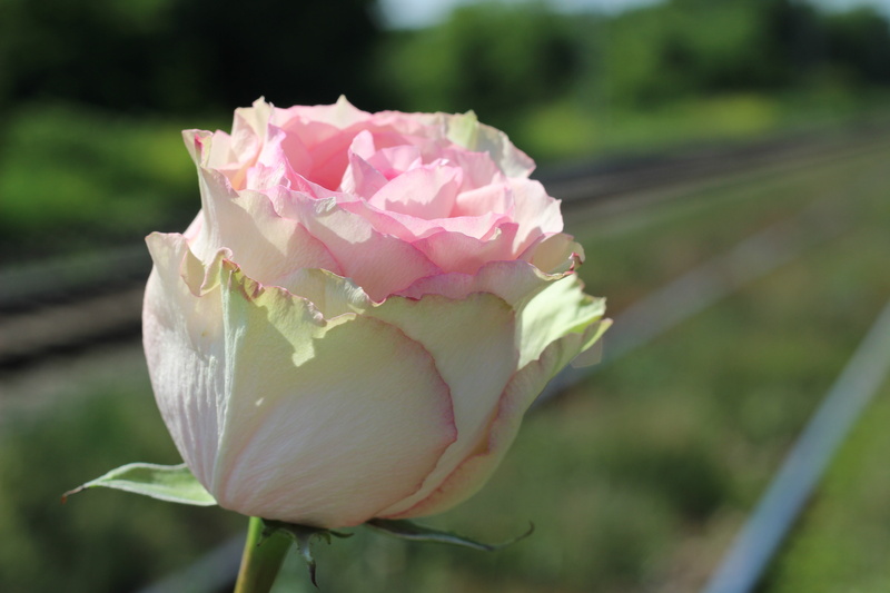 beauty in nature, white pink rose, rose, love, railway, exam stress, flowering plant, leaf, deep sadness, plant, day, pink Color, school stress, petal