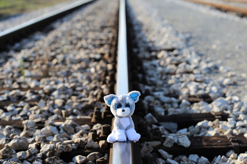 animal, school stress, train, exam stress, for lost friend, railway, horror education system, stop cyber bullying, help kids and teens, track, protect kids and teens