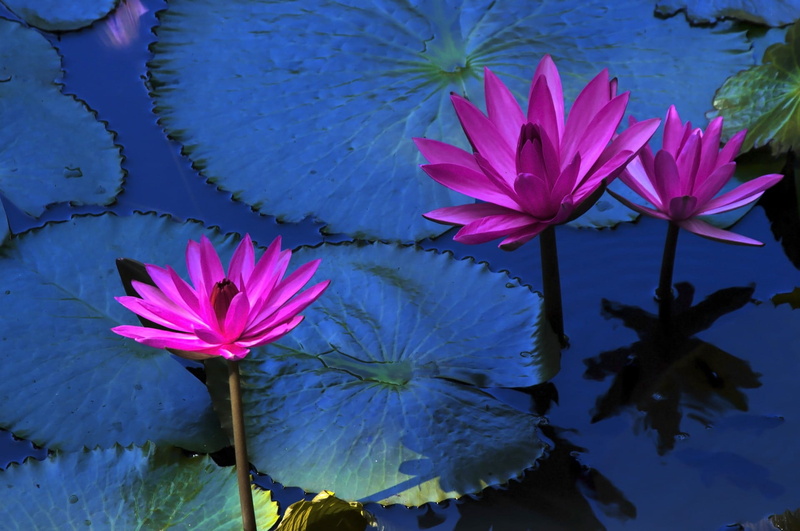 tranquil, natural, lotus flower, lake, ecology, pollen, plant, water lily, exotic, floating, fragility, flower, floating on water, calm, aroma, 1080P
