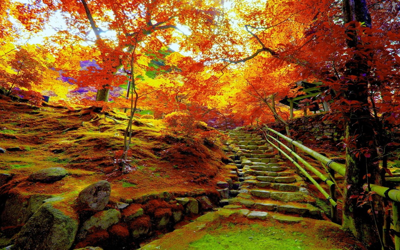 1080P, stairway, autumn, nature and landscapes, forest, park, season