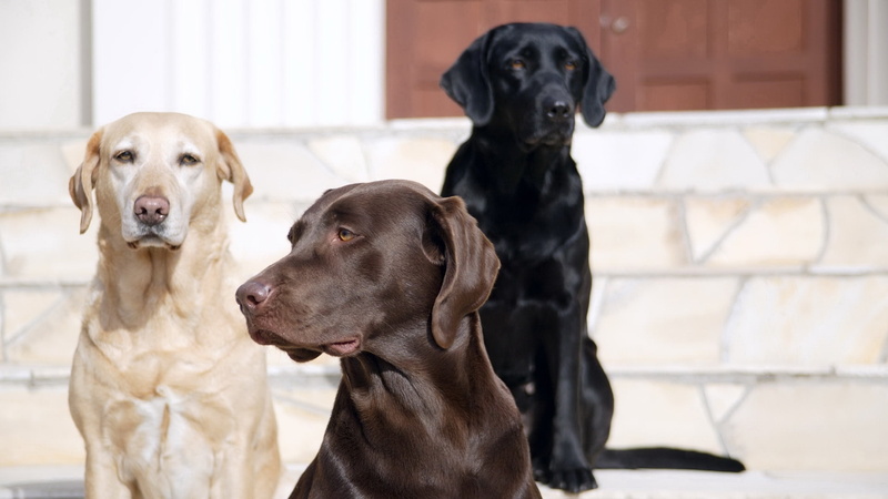 canine, 1080P, stairways, dogs, art, x, labrador, hd, retriever, animals