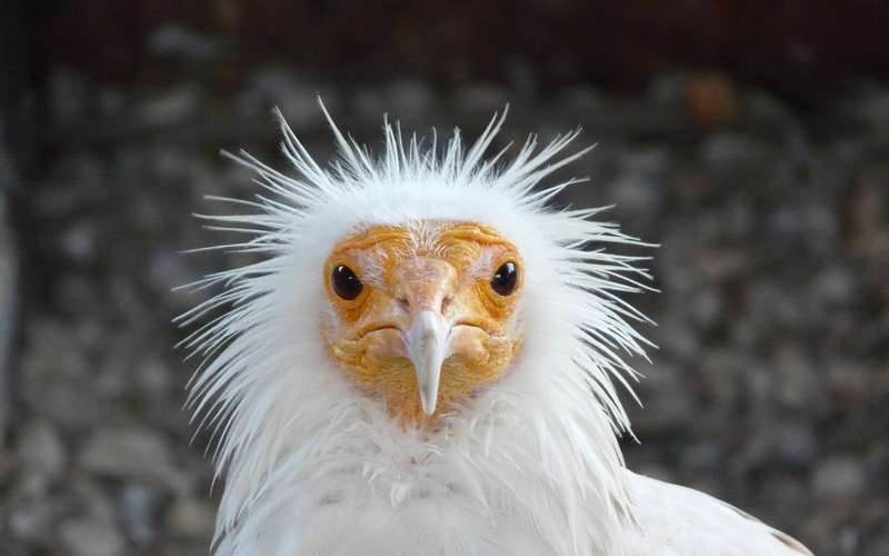 disheveled backgrounds, download 3840x2400 bird, Funny, 4K, bird