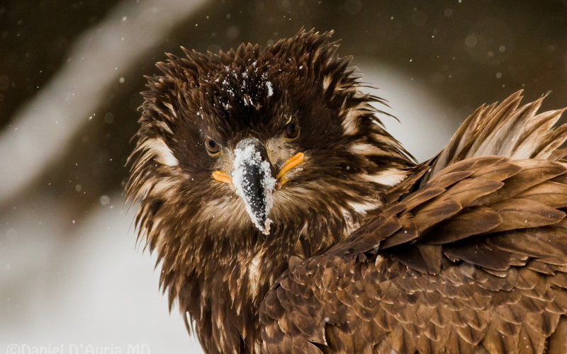 outdoors, animals In The Wild, disheveled, bird of Prey, animal Wing, animal Head, nature, hawk - Bird, animal themes, beak, close-up, no people, animals Hunting