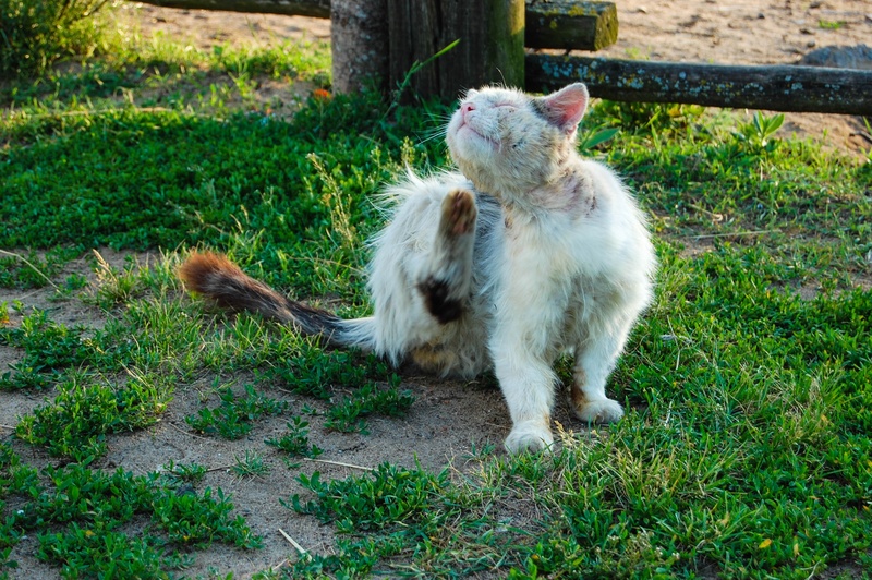 green color, feline, cat, day, yellow, grubby, dog, dirty cat, lying, naughty, outdoors, hungry, pets, canine, sick cat, animal, the beastly, shabby cat