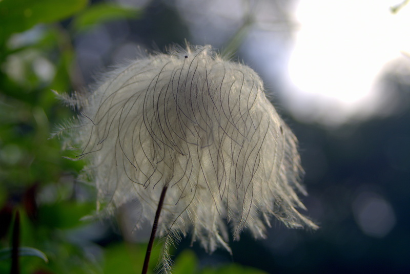 no people, flower, gray, close-up, inflorescence, white color, strange flowers, 4K, vulnerability, beauty in nature, sunlight, focus on foreground, softness