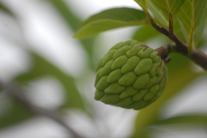 green, food, tree, green leaf, custard apple, leaf, spring, growth, plant, day, food and drink, nature, no people, selective focus, focus on foreground