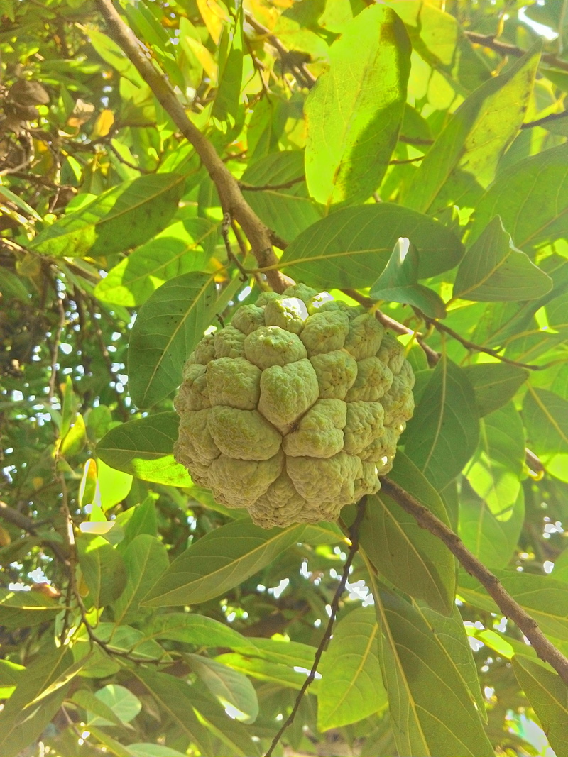 fruit, tree, leaf, focus on foreground, wellbeing, custard apple, food, no people, plant part, outdoors, freshness, green Color, fruits, plant, close-up