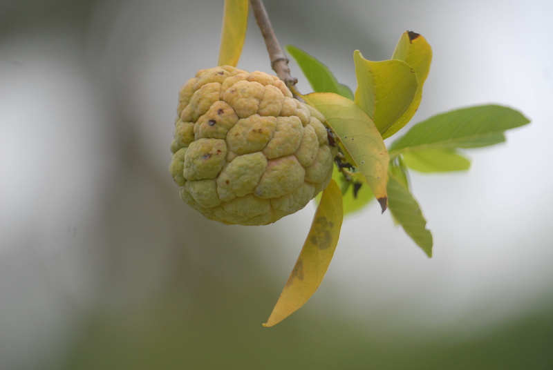 green color, ripe, outdoors, close-up, food, food and drink, vegetable, flower, healthy eating, freshness, plant part, beauty in nature, 4K, flowering plant