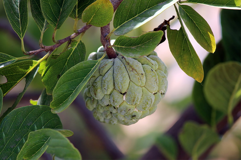 growth, leaves, pattern, plant, outdoors, ripe, close-up, freshness, apple, green color, dof, custard apple, wellbeing, healthy eating, green, 4K, beauty in nature