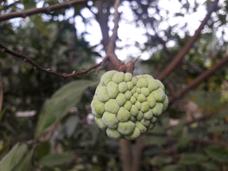 angiosperms, annona squamosa, custard apple, food and drink, leaf, annonaceae, tropical, nature, annona, 4K, produce, wellbeing, graviola, branch, outdoors