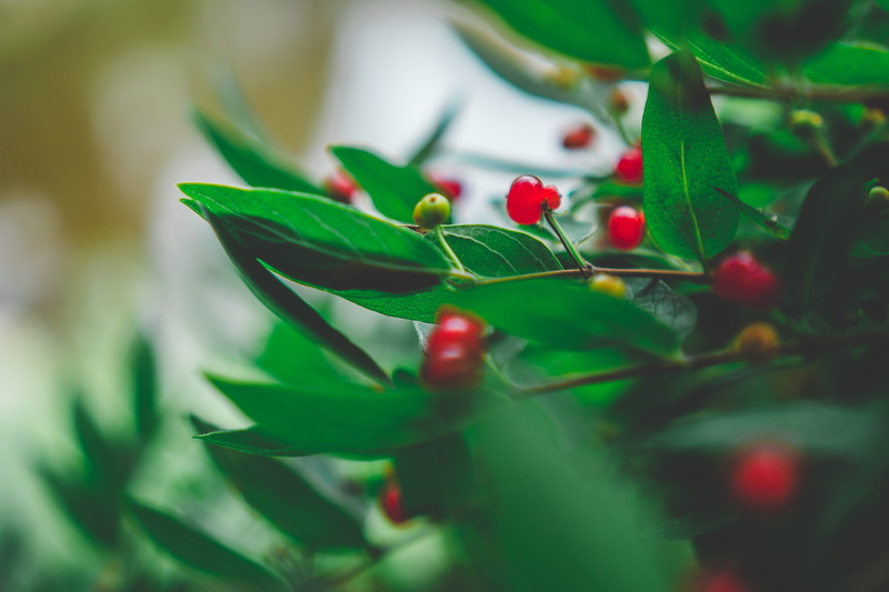 5K, wellbeing, food, plant part, growth, nature, custard, plant, fruits, no people, selective focus, day, healthy eating, fruit, veins, plum, leaf, beauty in nature