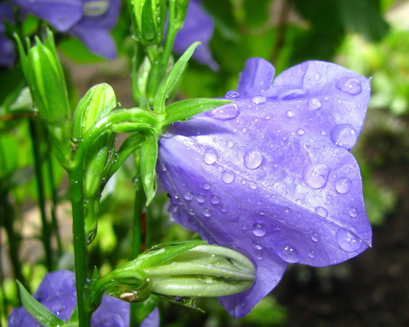 bell, nature and landscapes, drops, rain, nature, deejay, 1080P