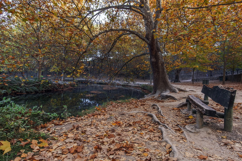 no people, park, autumn collection, change, falling, forest, tranquility, land, outdoors, leaves, plant, tree, fall, autumn, leaf, beauty in nature, plant part