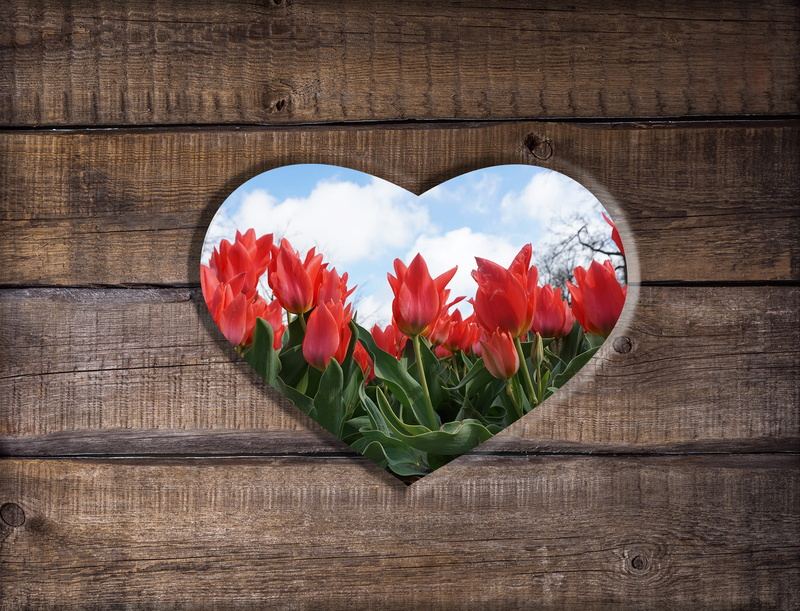 heart shape, valentines day - holiday, freshness, hole, emotion, romance, leaf, love, beauty in nature, flower, flower head, flowering plant, directly above