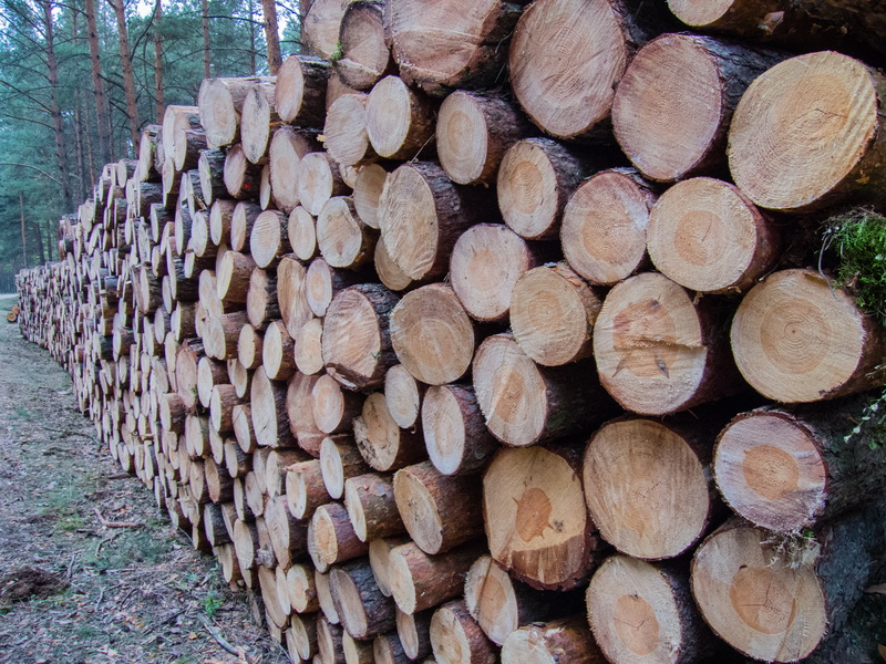 cross Section, arrangement, trunk, supported, 4K, brown, deforestation, fuel and power generation, firewood, fossil fuel, abundance, heap, large group of objects
