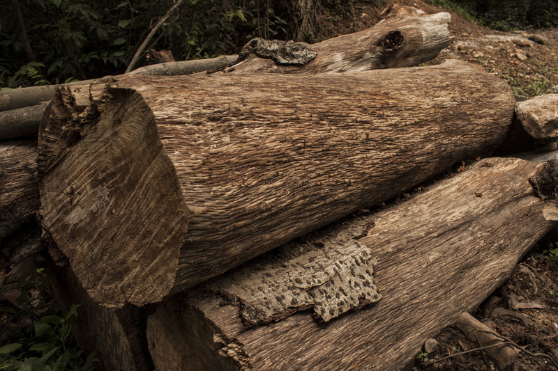 nature, outdoors, Lumber, wood - material, land, logging, pile, Wood, no people, natural, fuel and power generation, close-up, lumber industry, Woodpile