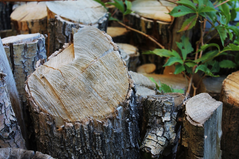 no people, deforestation, bark, nature, wood, Timber, day, chopped wood, outdoors, logging, environmental issues, heat source, tree, fossil fuel, woodpile