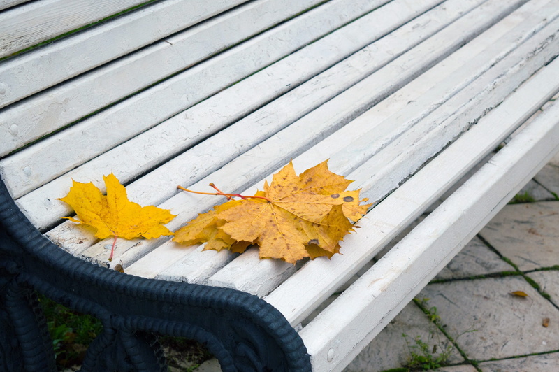 autumn leaf, date, autumn, dry, golden, slatted, park, change, bed, close-up, plant, high angle view, fall, listopad, golden maple, yellow, bench, 2K