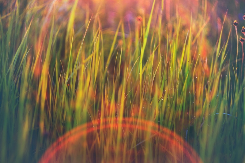 bokeh, full frame, crop, beauty in nature, outdoors, selective focus, green color, no people, lens flare, fragility, blade of grass, 1080P, agriculture