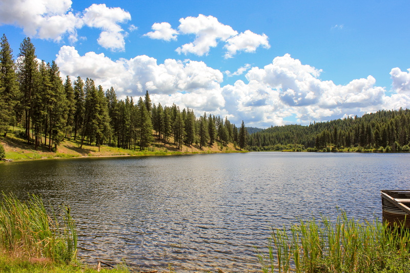 coniferous tree, growth, tree, pine tree, no People, plant, landscape, wilderness Area, Nature, remote, river, scenery, sunny, Pine Trees, Lake, summer