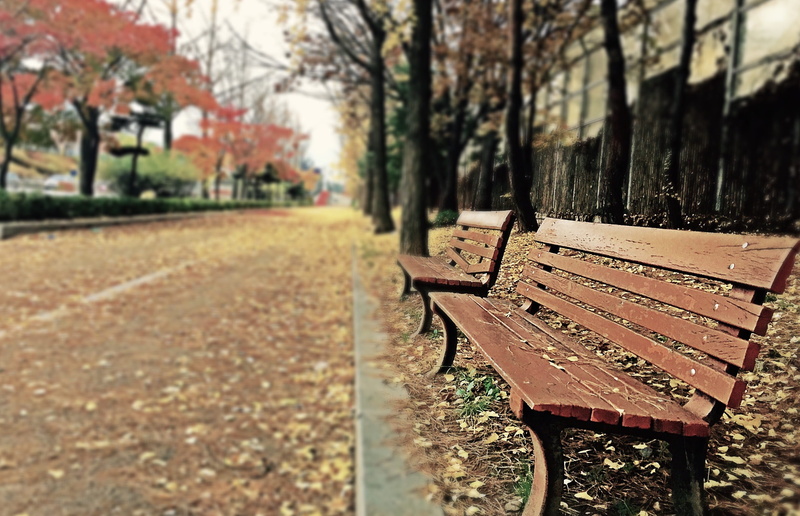 campus, 2K, change, seat, path, sidewalk, autumn, trees, wooden, autumn collection, empty, brown, nature, outdoors, season, silence, park bench, morning