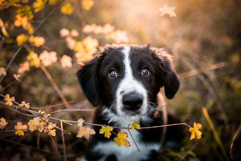 face, leaves, look, black and white, pose, puppy, baby, 1080P, branches, dog, autumn, view, Bush, bokeh, the border collie, nature, portrait, cute, background