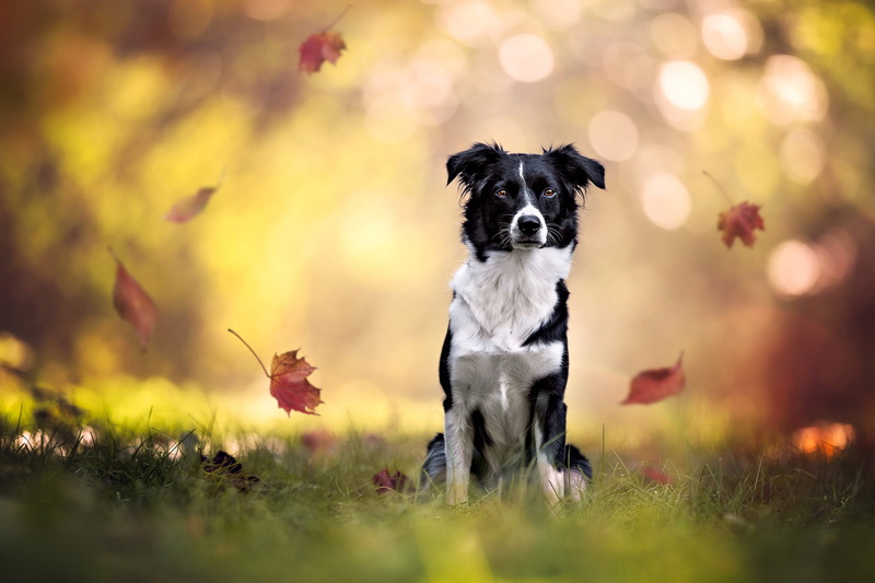 face, Park, 1080P, look, light, leaves, foliage, background, bokeh, falling leaves, black and white, autumn, portrait, pose, sitting, fly, the border collie