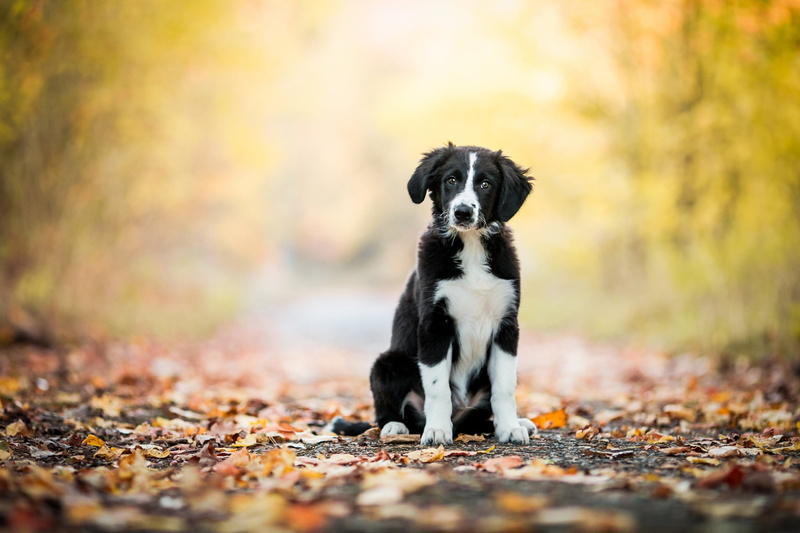 foliage, falling leaves, autumn, bokeh, pose, dog, 1080P, black and white, puppy, background, face, look, the border collie, forest, nature, road, Park