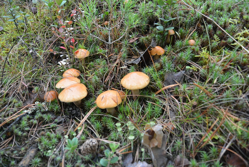 vegetable, mushrooms, field, rough boletus, construction, high angle view, no people, grebes, mycelium, basket, stump, background, day, summer, food and drink