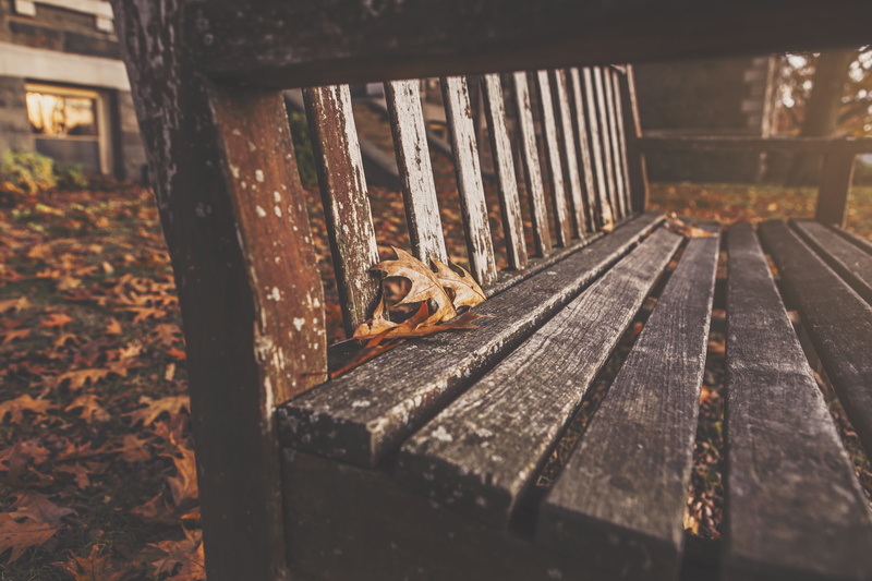 outdoors, brown, invertebrate, no people, vertebrate, autumn, day, photo, animal themes, relax, animal, rustic, high angle view, leaves, close, bench, animal wildlife
