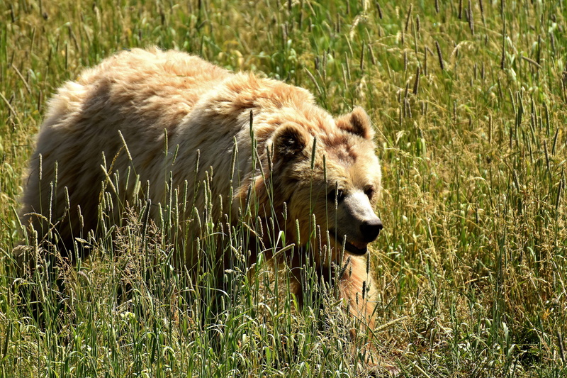 animal themes, vertebrate, outdoors, 5K, fur, brown Bear, nature park, bright coat, bear, field, animals in the wild, grass, wild animal, animal wildlife