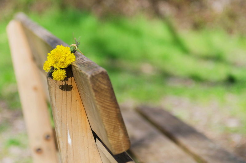 flower, yellow, petaled, wild flowers, fence, boundary, flowering plant, nature, day, animal wing, wooden bench, brown, plant, outdoors, flowers, 4K, bench