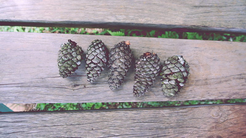 2K, pine, five, closeup, park, healthy eating, acorns, seeds, pinecon, tree, still life, close-up, pinecone, japanese food, animal, table, seafood, autumn
