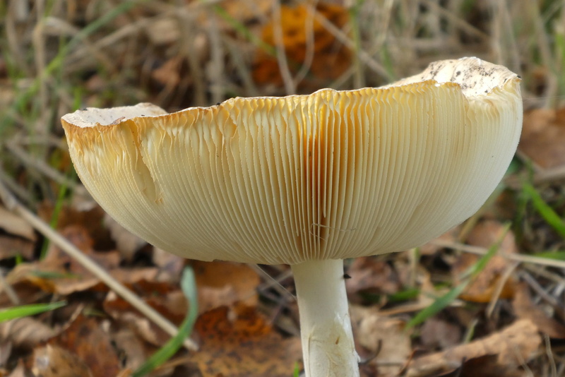 focus on foreground, slats, forest, vegetable, hat, day, fungus, toadstool, beauty in nature, plant, freshness, growth, mushroom, nature, edible mushroom