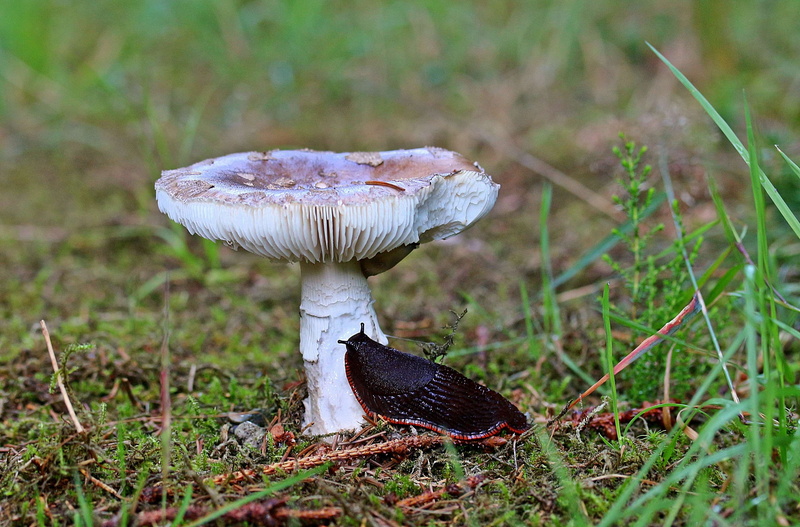 growth, beauty in nature, slats blown up, focus on foreground, black slug, arion ater, snail, nature, forest, edible mushroom, toadstool, food, vegetable