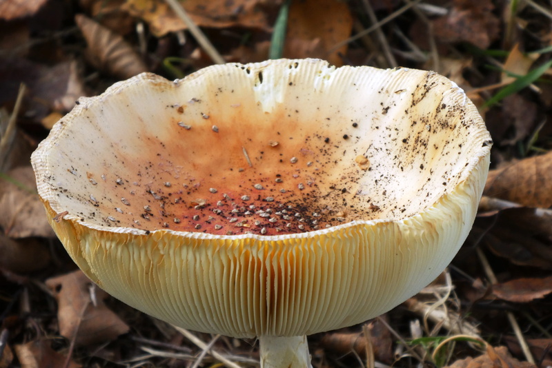 day, vegetable, focus on foreground, hat, close-up, edible mushroom, 2K, toadstool, nature, autumn, land, mushroom, slats, plant, red, growth, fungus