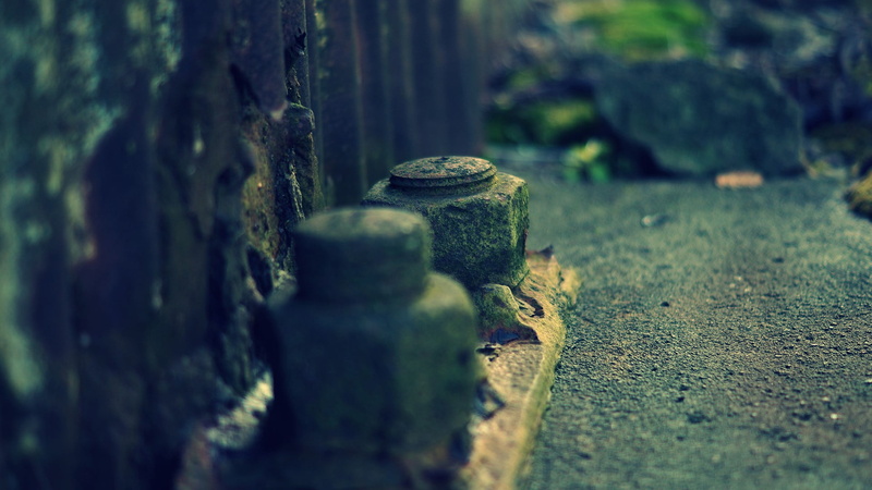tree, protection, metal, sunlight, run-down, 1080P, plant, green, no people, bolt, macro, selective focus, textured, two, close-up, weathered, rust, nut - fastener